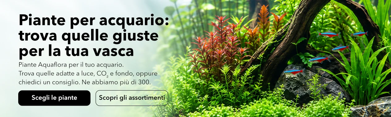 Piante per acquario in vendita su ibrio.it